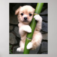 Poster Cute Puppy Gaejook 개 죽 이