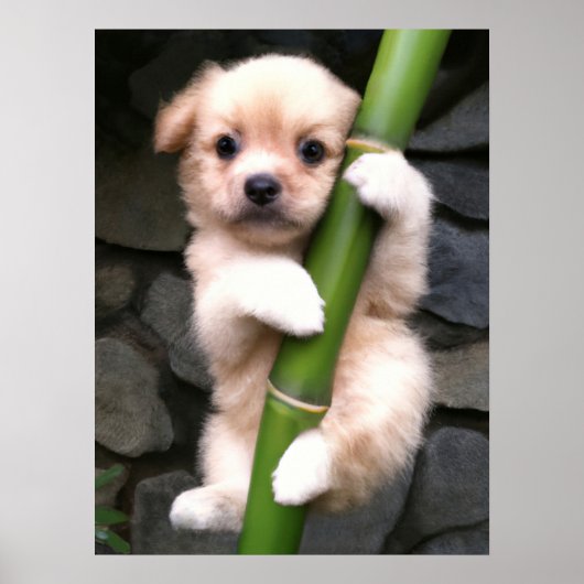 Poster Cute Puppy Gaejook 개 죽 이 (Devant)