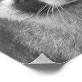 Poster Cute Raccoon (Coin)