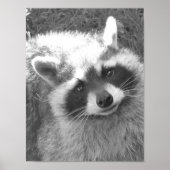 Poster Cute Raccoon (Devant)