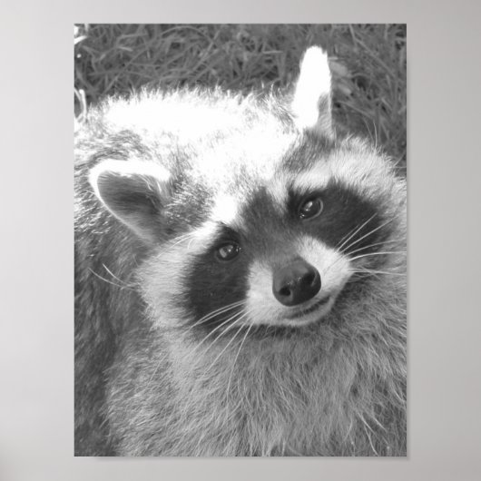 Poster Cute Raccoon (Devant)