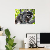 Poster Cute Raccoon dans un arbre (Bureau à domicile)
