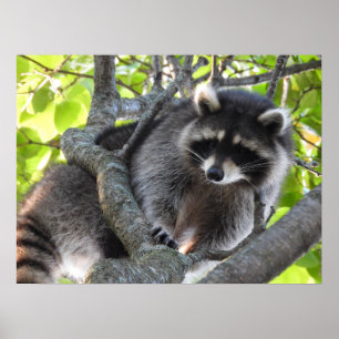 Poster Cute Raccoon dans un arbre