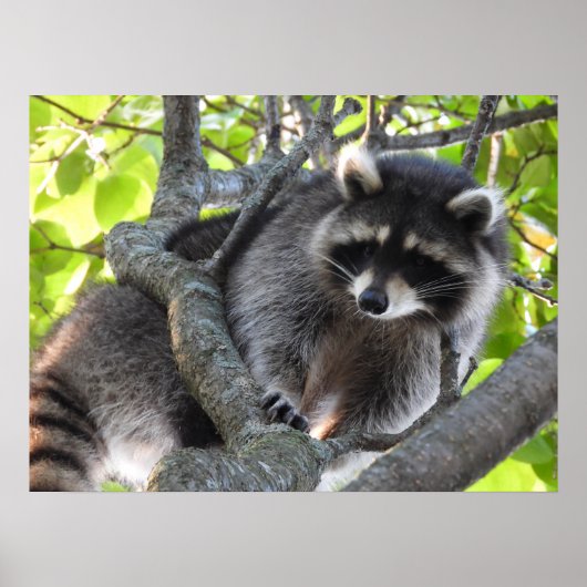 Poster Cute Raccoon dans un arbre (Devant)
