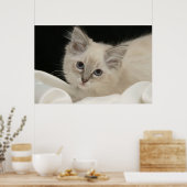 Poster Cute Ragdoll chaton (Cuisine)
