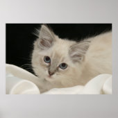 Poster Cute Ragdoll chaton (Devant)