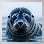 Poster Cute Seal Close up (Devant)