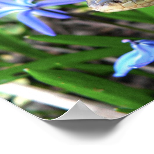 Poster Cute serpent (Coin)