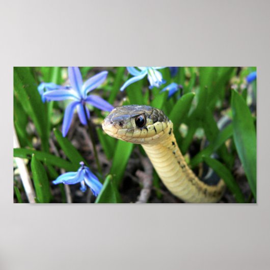 Poster Cute serpent (Devant)