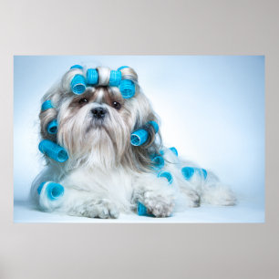 Poster Cute Shih Tzu