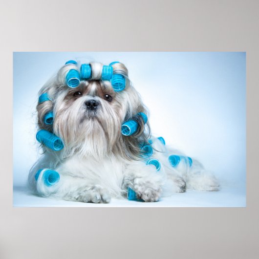 Poster Cute Shih Tzu (Devant)
