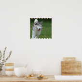 Poster Cute Siberian Husky (Cuisine)