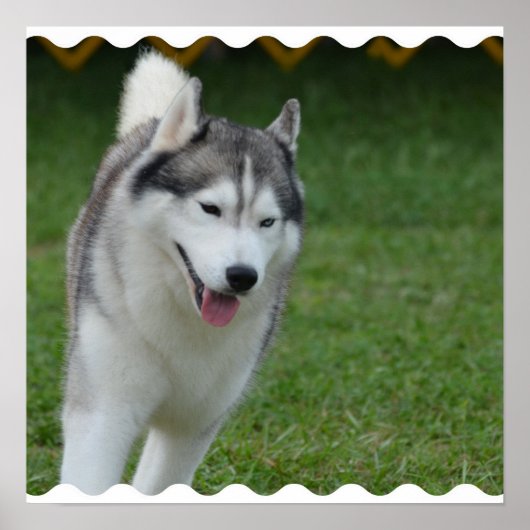 Poster Cute Siberian Husky (Devant)