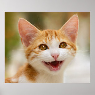 Poster Cute Smiling Kitten Face Funny Cat Meow
