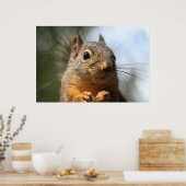 Poster Cute Squirrel Souriant Closeup Photo (Cuisine)