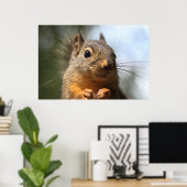 Poster Cute Squirrel Souriant Closeup Photo (Bureau à domicile)