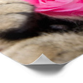 Poster Cute Tabby Chat Avec Rose (Coin)