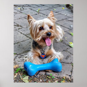 Poster Cute Terrier