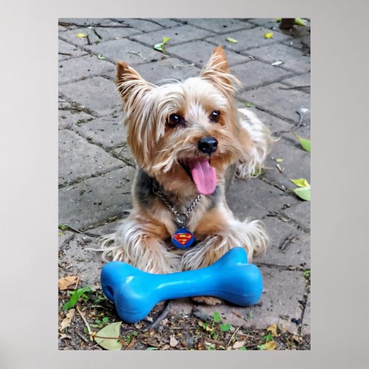 Poster Cute Terrier (Devant)