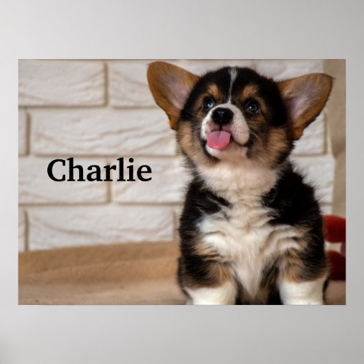 Poster Cute Tri couleur Pembroke Welsh Corgi Chien Chien  (Devant)