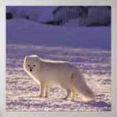 Poster Cute White Arctic Fox neige hiver Photographie (Devant)