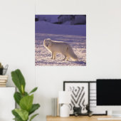 Poster Cute White Arctic Fox neige hiver Photographie (Bureau à domicile)