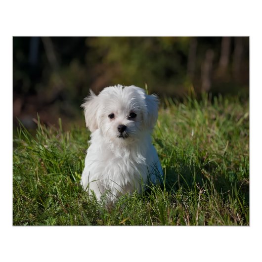 Poster Cute white puppy (Devant)