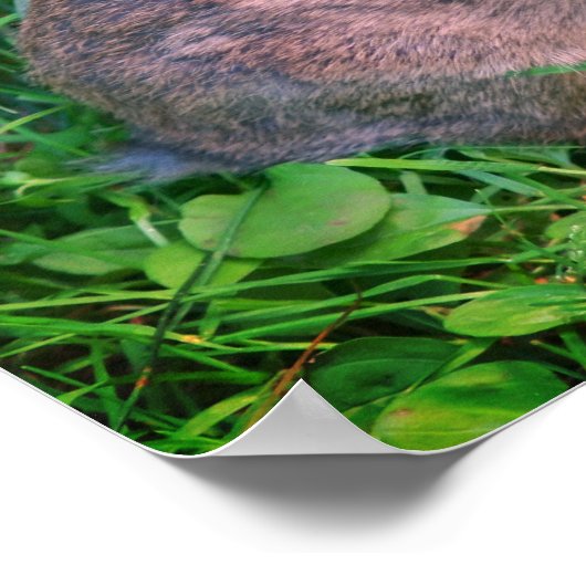 Poster Cute Wild Brown Rabbit Faune (Coin)