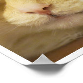 Poster Cute Yellow Cat Face Peeking Out from Sheet (Coin)