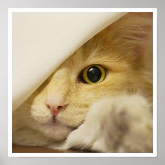 Poster Cute Yellow Cat Face Peeking Out from Sheet (Devant)
