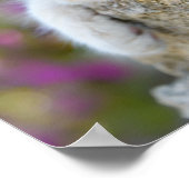 Poster Cute Young Bicolor Chat Kitten Fleurs Animaux - (Coin)