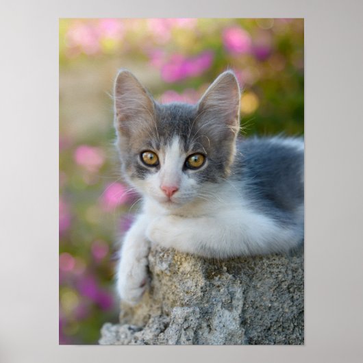 Poster Cute Young Bicolor Chat Kitten Fleurs Animaux - (Devant)