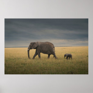 Poster Cutest Baby Animals   African Elephant Family