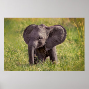 Poster Cutest Baby Animals   Baby Elephant Kenya Africa