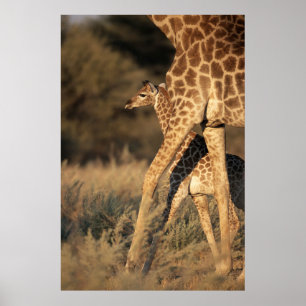 Poster Cutest Baby Animals   Baby Giraffe & Parent