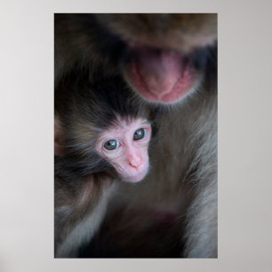 Poster Cutest Baby Animals   Baby Macaque Monkey & Mother
