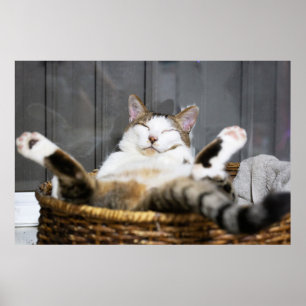 Poster Cutest Baby Animals   Cat in Bed