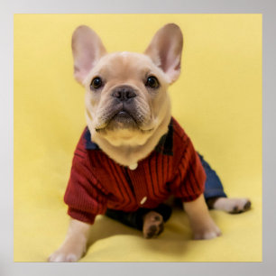 Poster Cutest Baby Animals French Bulldog Dressed