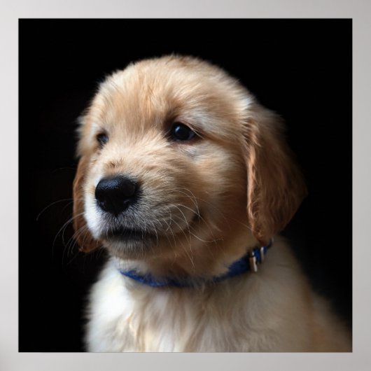 Poster Cutest Baby Animals | Golden Retriever Puppy (Devant)