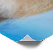 Poster Cutest Baby Animals | Himalayan Cat (Coin)