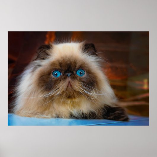 Poster Cutest Baby Animals | Himalayan Cat (Devant)