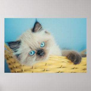 Poster Cutest Baby Animals Himalayan Seal Point Cat
