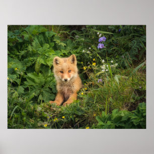 Poster Cutest Baby Animals Red Fox at Umnak Alaska