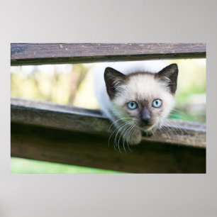 Poster Cutest Baby Animals Siamese Kitten 2