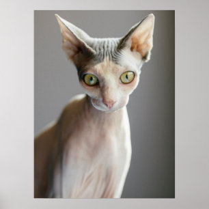 Poster Cutest Baby Animals Sphinx Cat