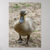 Poster "Cutie" (Devant)