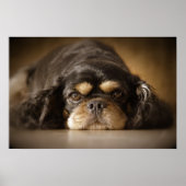 Poster Cutie Cav ! (Devant)