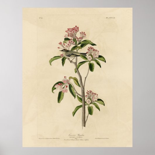 Poster Cuvier's Kinglet (Cuvier's Regulus) Audubon Birds (Devant)