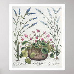 Poster Cyclamen et lavande : 1.Cyclamen Romanum; 2.Spica