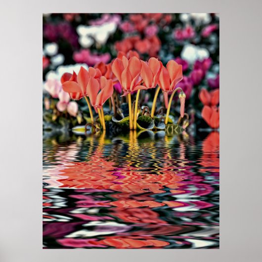 Poster Cyclamens se reflétant dans l'eau (Devant)